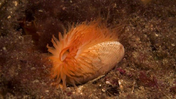 Xem[-]hoa[-]“xác[-]chết”[-]lớn[-]nhất[-]Brazil[-]“khoe[-]sắc”[-]7